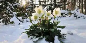 Снежни рози: тайни за грижа, така че да цъфтят година след година 2