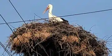 В добричките села, първите щъркели се върнаха в гнездата си! 1