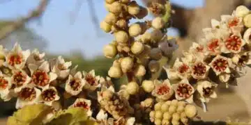 Тамян – естествен лек за възпаление, болка и стрес? Какво казва науката 2