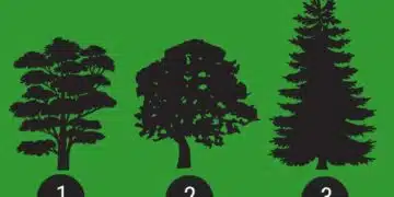 ТЕСТ! Изберете едно от трите дървета и разберете какво ценно качество притежавате! 1