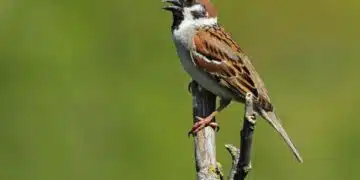 Поради какви причини врабчетата изчезват от страната ни? 5