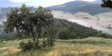 Тези видове билки се забраняват за събиране 7