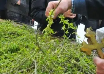 Разкрити са най-важните поверия за днешния празник, Цветница 12