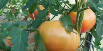 Какво да добавите към водата при поливане на домати, така че плодовете да станат месести и да не се напукат 8