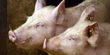 За хуманно отношение към свине и птици дават 84 млн. лв. на животновъдите 1