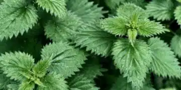 Нутриционист ни съветва да похапваме пресен спанак, лапад, прясна коприва, киселец и рукола, защото зареждат телата ни 11