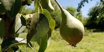 Какво опитни градинари заравят под круша за мега-реколта - ще опиташ и ти 8