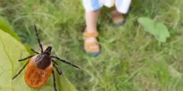 Експертът посочи топ 5 на любимите места на човек, където се забиват кърлежи 1