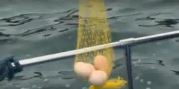 Защо у нас някои хора потапят яйцата в морската вода, а след това ги боядисват? 1