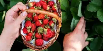 У нас купуваме гръцки ягоди на 6 лева килограма, български на 8 лева 3