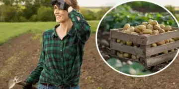 Фолиото ще помогне за увеличаване на добива на картофи: как и кога 12