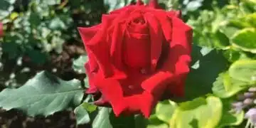 Защо опитни градинари засаждат чесън до рози: Ще се изненадате да разберете причината 2