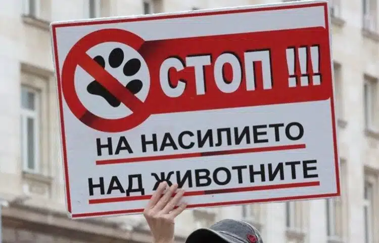 В понеделник се състоя протест срещу насилието на животни – няма кой да ги защити 1