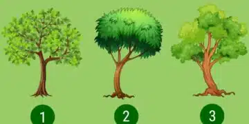 Изберете едно дърво и разберете дали сте склонни към конфликти 7