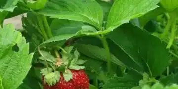 Засаждане на ягоди: какво е абсолютно забранено и какво трябва да се направи 5