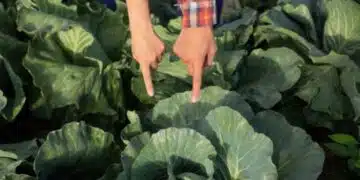 Кога да засадите моркови, зеле и цвекло тази пролет за богата реколта 1