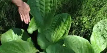 Назована е билката, която е безценна за нашето тяло 8