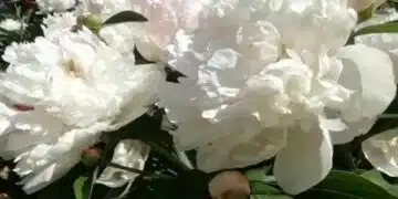 Пролетни грижи за божури: прости стъпки, за да накарате старите храсти да цъфтят като първия път 7