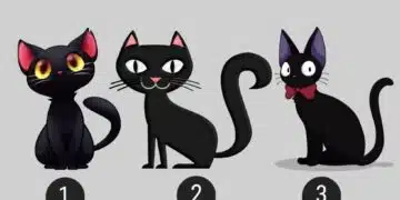 Изберете черна котка и разберете дали сте късметлия 2