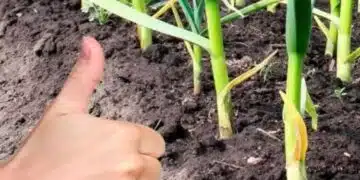 Ето как всеки градинар може да се справи с пожълтелите листа на чесъна 3