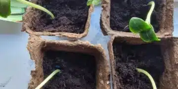 Лунният календар лъже ли? Наука срещу митове за засаждане 1