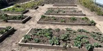 Реколтата ще се увеличи с 1000%! Таен „коктейл“ за вашата градина 15