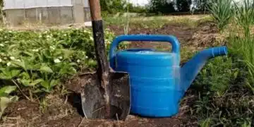 Грешката, която съсипва реколтата ви: Определено я правите 5