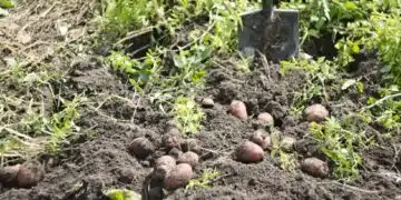 Не тор, а магия: Как пепелта може да ви донесе двойна реколта от картофи 5