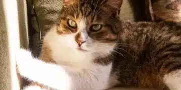 Ето защо котките лягат на болно място: Знаехте ли за това? 1