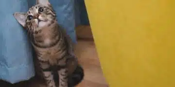 Няколко признака, които показват, че котката ви е тъжна, дори и да изглежда нормално 14