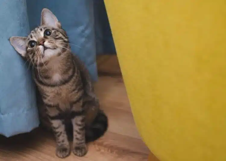 Няколко признака, които показват, че котката ви е тъжна, дори и да изглежда нормално 1