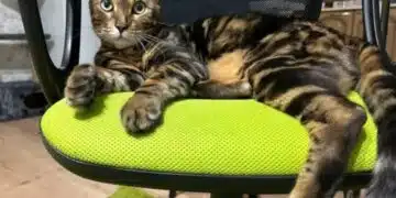 Котката ви знае ли кога спите? Разкриваме скрити сигнали, за които не сте знаели 12
