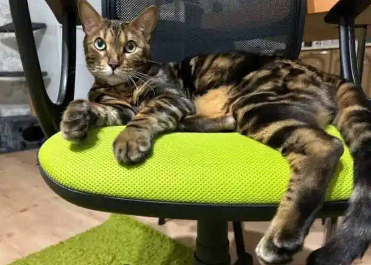 Котката ви знае ли кога спите? Разкриваме скрити сигнали, за които не сте знаели 1