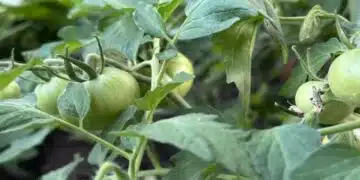 Не засаждайте петунии до домати: Ето защо е забранено 3