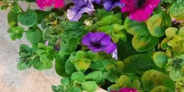 Защо петунията не цъфти: 3 грешки, които съсипват красотата 2