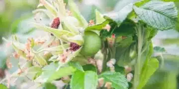 Какъв продукт ефективно отблъсква листните въшки: напредналите градинари използват само него 2