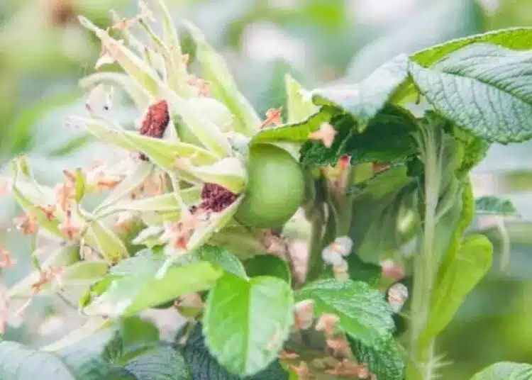 Какъв продукт ефективно отблъсква листните въшки: напредналите градинари използват само него 1