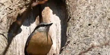 Роден експерт с топ коментар: В България най-голямата опасност ще дойде от птиците! 12