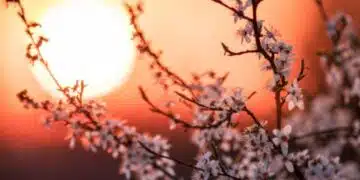 Пълнолуние на цветята 12.05.2025: Как то може да бъде повратна точка в живота ни 9