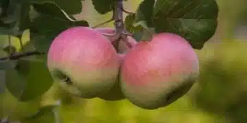 Защо ябълковите ви дървета не дават плодове: Не е вината на вредителите, а във вас 1