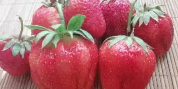 Как да отглеждаме ягоди с размер на длан: Доказан пролетен тор 1