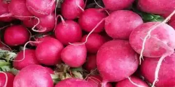 Защо градинарите слагат лед в дупките на репичките: малък трик за сочни и негорчиви кореноплодни зеленчуци 3