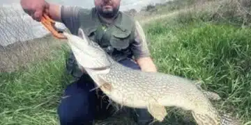 Рибар хвана огромна щука 1