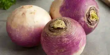 Как ряпата прочиства тялото ни от токсини като с четка? 5