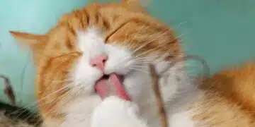Как една котка може да предскаже съдбата ви: 5 знака, които трябва да знаете 15