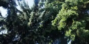 Защо не трябва да засаждате смърч в двора си: Ще съжалявате, но ще бъде твърде късно 1
