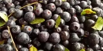 Здраве след 50: Диетологът назовава 6 ключови продукта за активен живот 1