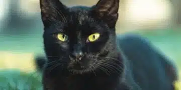 Черна котка - лош късмет или не? Факти и митове, които ще ви изненадат 1