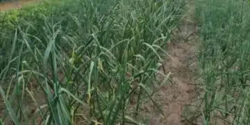 Спешно подхранете чесъна с това в края на юни - главите ще пораснат колкото юмрук 3