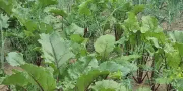 Цвекло с размер на юмрук за стотинки: обикновен кухненски продукт прави чудеса 14
